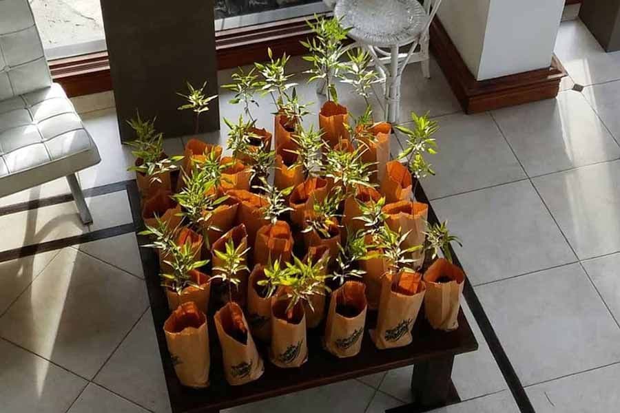 Una forma de renovar nuestro compromiso con el bosque