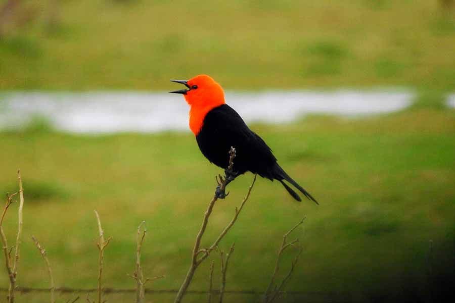 Biodiversidad