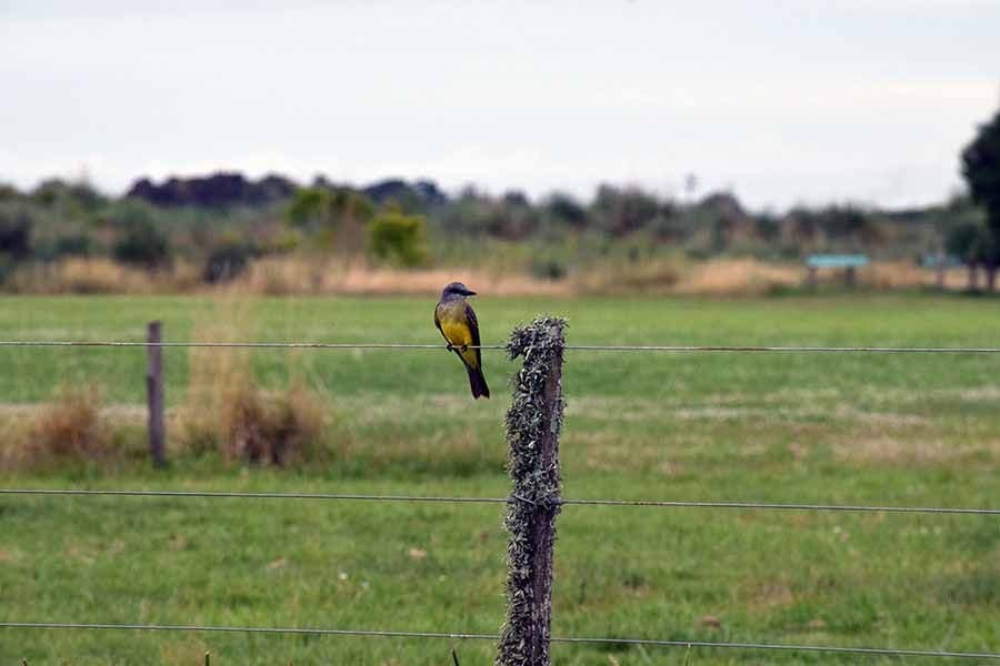 Muestra fotográfica de nuestras aves y sus ambientes