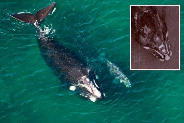 “Pionera”, una ballena de Península Valdés, entre las primeras foto identificadas en el mundo