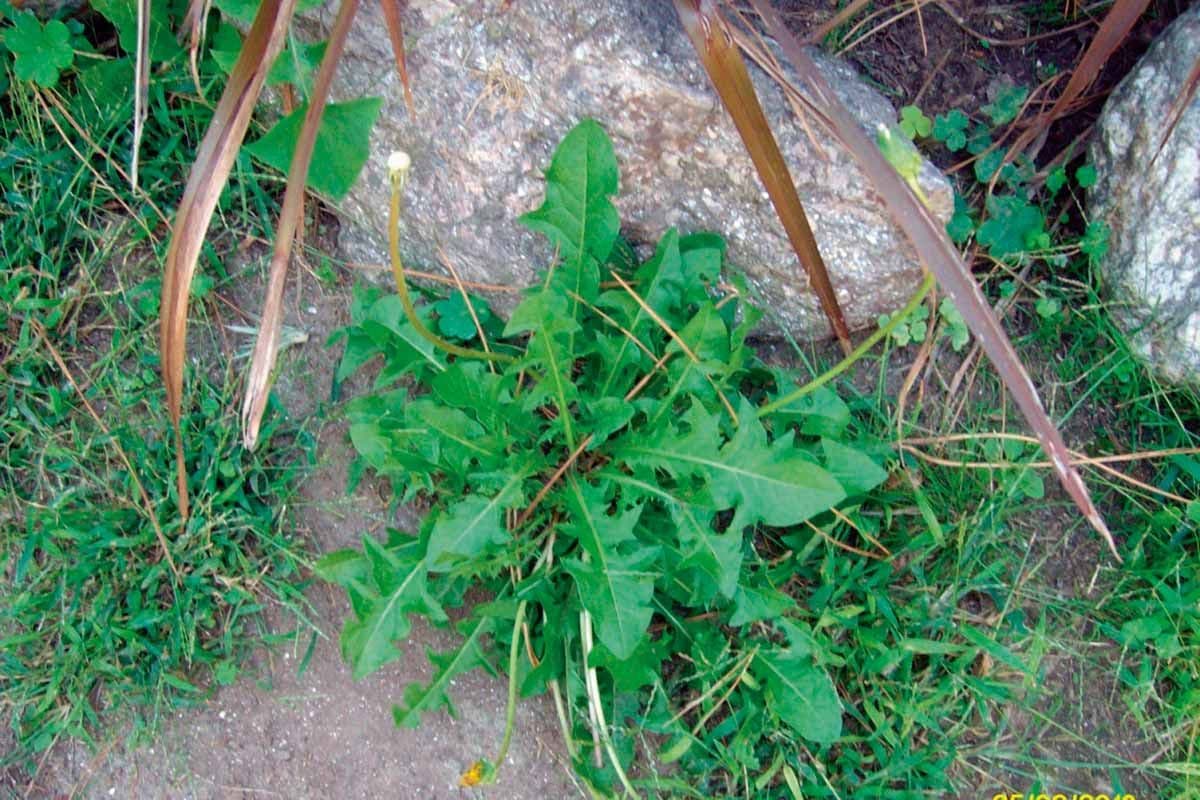 Una “maleza” de nuestro jardín, a la mesa