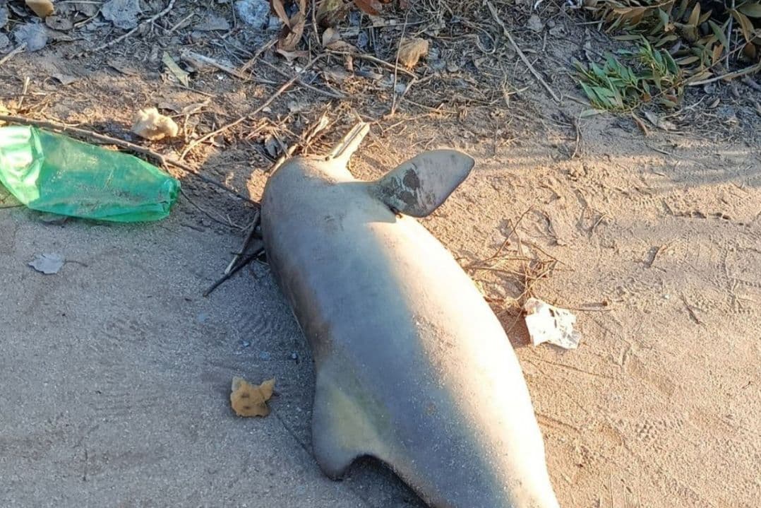Villa Gesell: apareció un delfín franciscano muerto en un basural a más de un kilómetro del mar