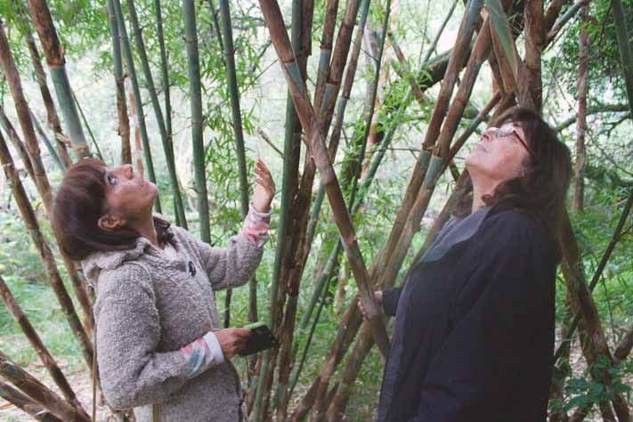 Las plantas, esas desconocidas