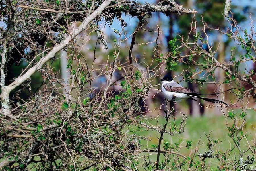 Los corredores, estrategia de la naturaleza