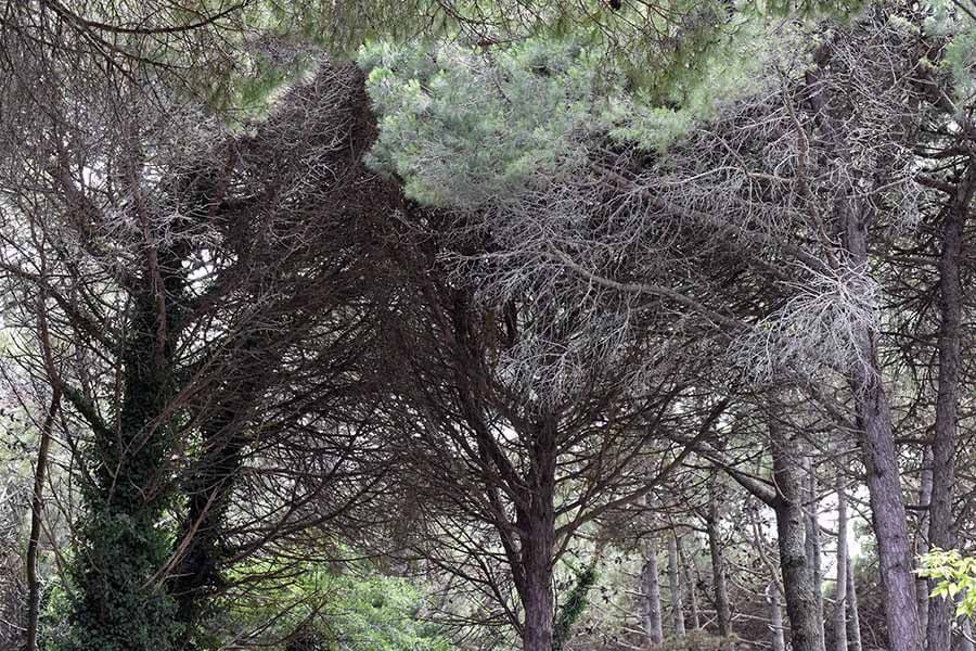 No hay un plan de reforestación
