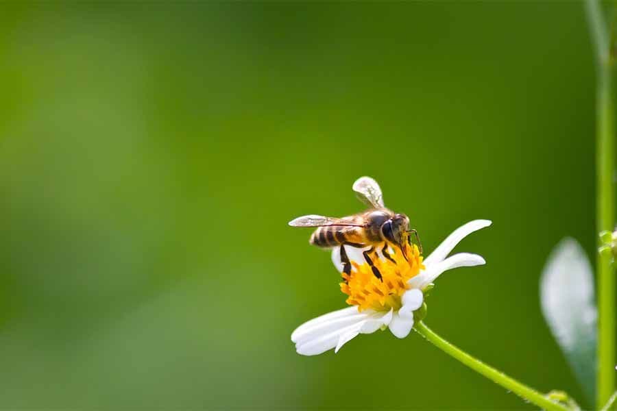¿Por qué hoy se celebra el “Día Mundial de las Abejas”?