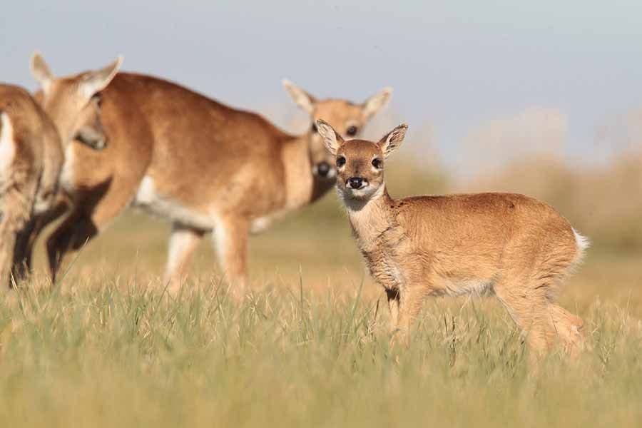 Dos joyas naturales: Campos del Tuyú y el ciervo de los pantanos