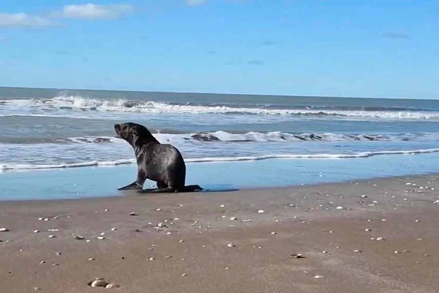 Recomendaciones ante la posibilidad de arribo de lobos marinos en la playa